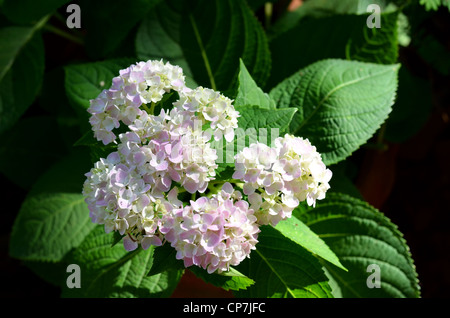 Fiore rosa Hydrangea macrophylla arbusti in giardino Foto Stock