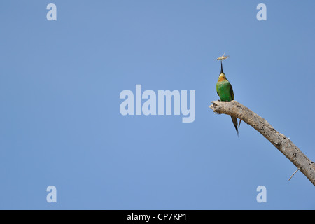 Blu-cheeked Bee-eater (Merops persicus) con un grasshopper nel Bill Lake Baringo - Kenya - Africa orientale Foto Stock