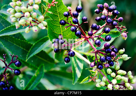 Nero bacche Еlder - dark bacche mature su uno sfondo di lussureggianti foglie verdi sfocate Foto Stock