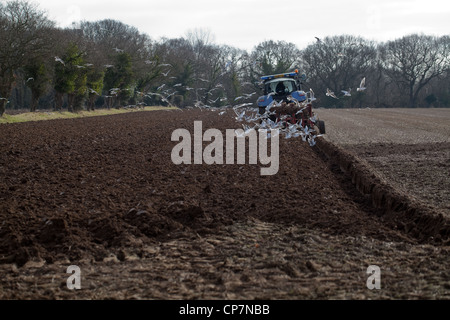 A testa nera gabbiani (Larus ridibunda), trattore seguenti tratte aratro. Ingham, Norfolk. Preparazione del terreno per un raccolto di barbabietole da zucchero. Foto Stock