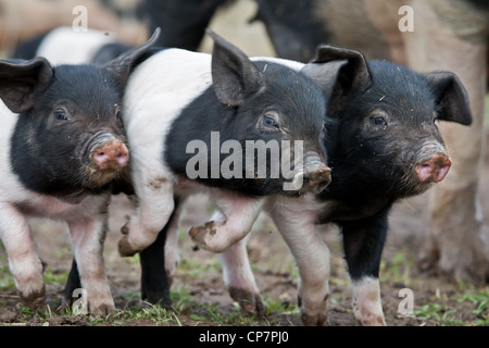 I suinetti molto giovane e carino in esecuzione nel campo degli agricoltori di colore bianco e nero e.razza rara immagine di bestiame Foto Stock