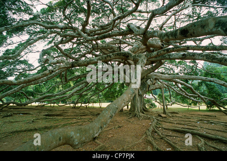 Sri Lanka, Kandy, Giardino Botanico, Giant Iavan fico, Foto Stock