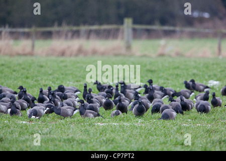 Russo o scuro-panciuto Brent (Branta b. bernicla). Gregge di svernamento di pascolare su autunno seminato campo di cereali. Waxham, Norfolk. Foto Stock