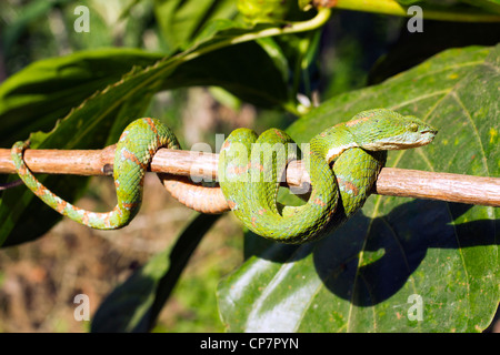 Tintura ciglia viper (Bothriechis schlegelii) un infame pitviper da Western Ecuador Foto Stock