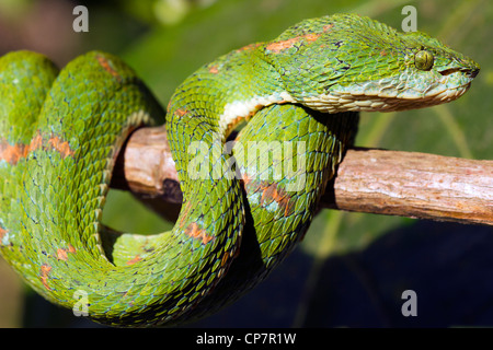 Tintura ciglia viper (Bothriechis schlegelii) un infame pitviper da Western Ecuador Foto Stock