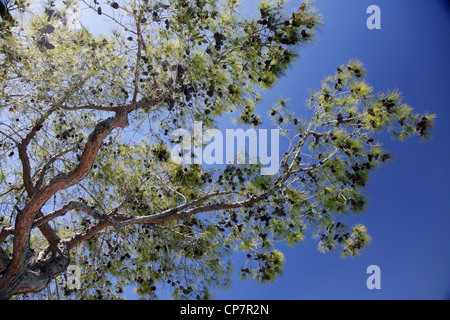 Albero con PIGNE SIDE TURCHIA 15 Aprile 2012 Foto Stock