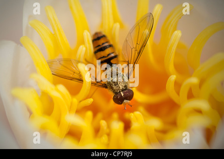 Vespa in un fiore giallo coperto con il polline Foto Stock