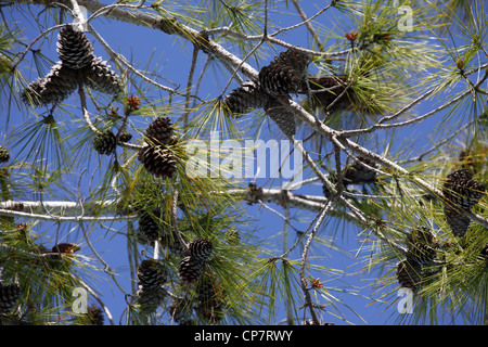 Albero con PIGNE SIDE TURCHIA 15 Aprile 2012 Foto Stock