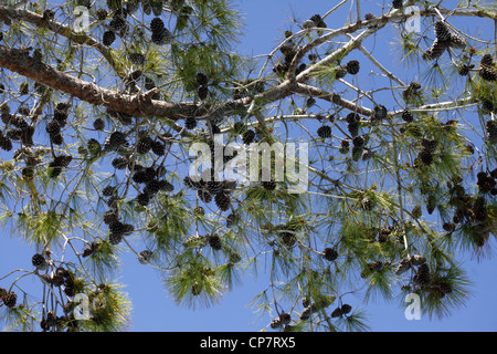 Albero con PIGNE SIDE TURCHIA 15 Aprile 2012 Foto Stock