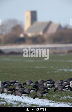 Russo o scuro-panciuto Brent (Branta b. bernicla). Sea Palling Chiesa, Norfolk in background. Foto Stock