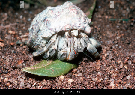 Terra di eremita granchi (variabilis sp.) Kenya Foto Stock