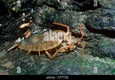 Sea-slaters femmina e maschio (Ligia oceanica: Ligiidae) su roccia nella zona splash REGNO UNITO Foto Stock