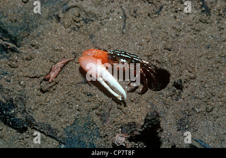 Fiddler crab (Uca sp.: Ocypodidae) dalla sua tana sotto le mangrovie Borneo Foto Stock