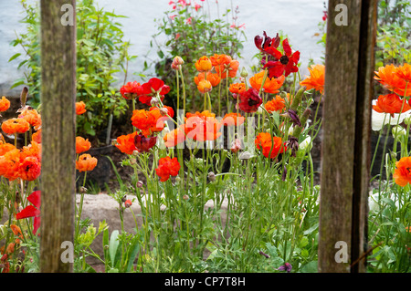 In il giardino murato di Norton Conyers, Ripon, North Yorkshire Foto Stock