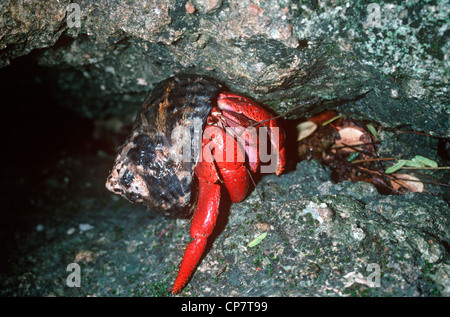 Soldier crab (variabilis clypeatus: Coenobitidae) Cuba terra comune granchio eremita Foto Stock