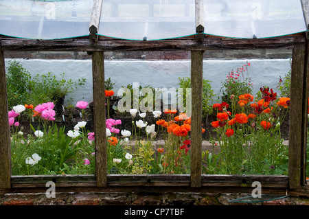 In il giardino murato di Norton Conyers, Ripon, North Yorkshire Foto Stock