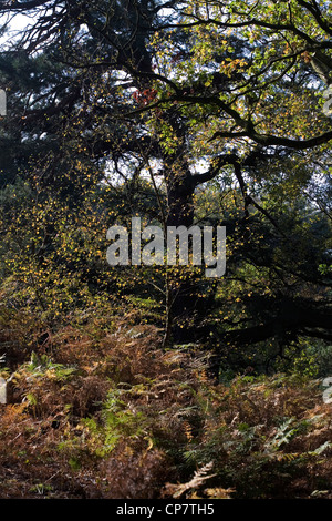 Bosco autunnale Alderley Edge cheshire england Foto Stock