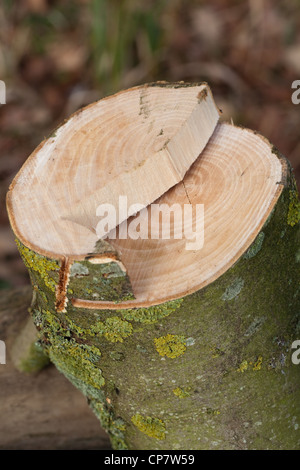 Cenere (Fraxinus excelsior). Segato a sezione trasversale di recentemente abbattute giovane albero. Nota la crescita annuale degli anelli; 15? Foto Stock