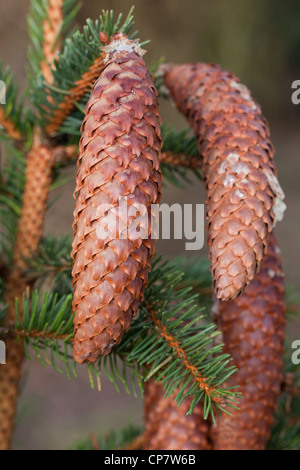 Abete (Picea abies). Coni. Cuscinetto del seme. Alcuni di resina dalla struttura ad albero apparente sui coni. Foto Stock