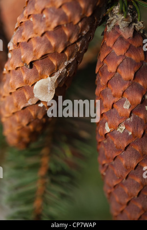 Abete (Picea abies). Cono con resina secca correndo giù da un punto di pregiudizio sul ramo. Cuscinetto del seme. Gli aghi. Foto Stock