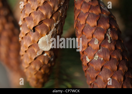 Abete (Picea abies). Cono con resina secca correndo giù da un punto di pregiudizio. Foto Stock