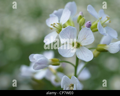Il cuculo fiore, Lady's smock / cardamine pratensis / Wiesenschaumkraut Foto Stock