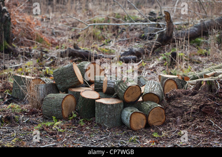 Rovere (Quercus robur). I registri di recente da alberi abbattuti. Foto Stock