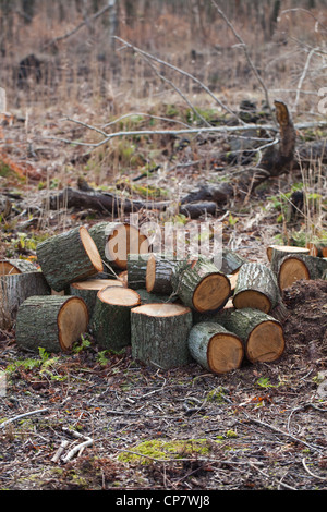 Rovere (Quercus robur). I registri di recente da alberi abbattuti. Foto Stock