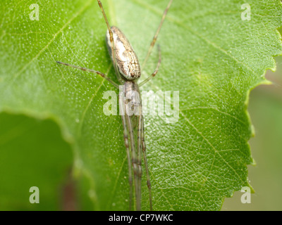 A lungo a ganasce orb spider / Tetragnatha montana / Bergstreckerspinne Foto Stock
