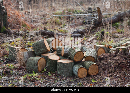 Rovere (Quercus robur). I registri di recente da alberi abbattuti. Foto Stock