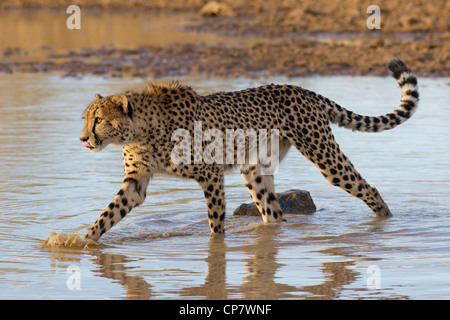 Ghepardo (Acinonyx jubatus) camminando attraverso acqua in Sud Africa Foto Stock