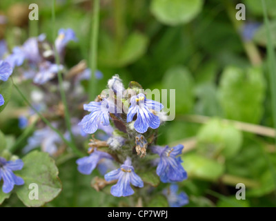 Blue bugle / Ajuga reptans / Kriechender Günsel Foto Stock