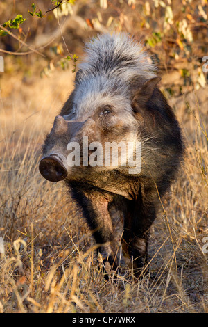 Bushpig (Potamochoerus larvatus) durante le ore diurne, insolita per questo animale noctural, Sud Africa Foto Stock