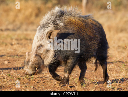 Bushpig (Potamochoerus larvatus) durante le ore diurne, insolita per questo animale noctural, Sud Africa Foto Stock