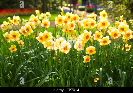 Giallo e arancione narcisi in fiore nel parco in primavera Foto Stock