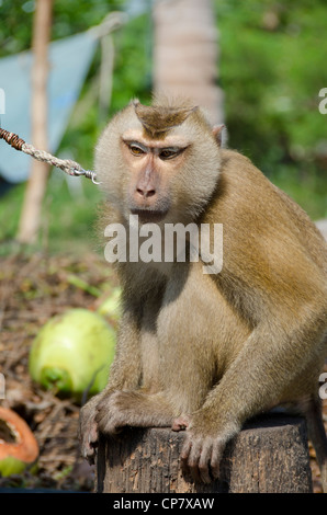 Thailandia, isola di Ko Samui (aka Koh samui). piantagione di cocco, addestrati macaco scimmia. Foto Stock