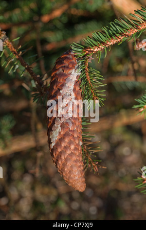 Abete (Picea abies). Cono con resina secca correndo giù da un punto di pregiudizio sul ramo. Cuscinetto del seme. Gli aghi. Foto Stock