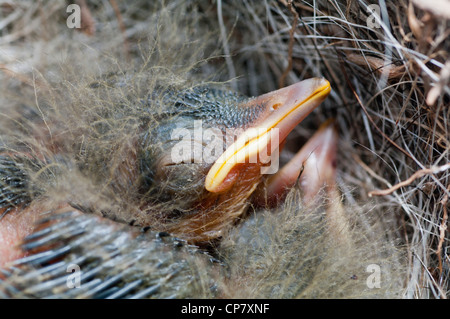 Gray Wagtail nido. Uccello endemico da isole Azzorre Foto Stock