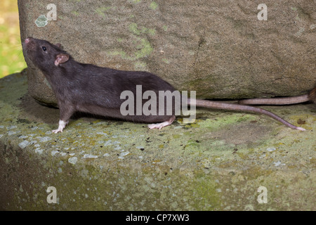 Marrone (Ratto Rattus norvegicus). "In nero" o melanistic forma. Foto Stock