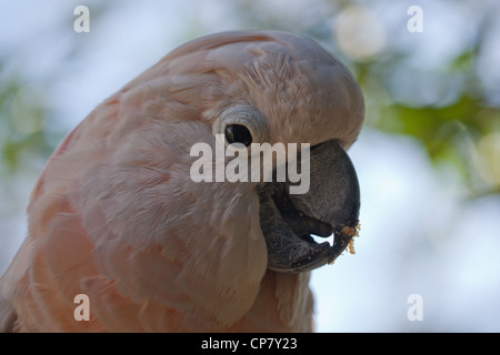 Molucche salmone o-crested Cockatoo (Cacatua moluccensis). Pulizia di bill mandibole con linguetta. Specie in via di estinzione. Foto Stock