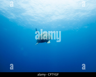 Little corn island, Nicaragua: feriti per tartarughe marine, caretta caretta, manca una pinna nuota verso la superficie. Foto Stock