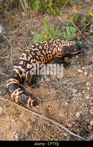 Gila Monster Heloderma suspectum suspectum Tucson, Arizona, Stati Uniti 4 marzo adulto retuiculated (modulo) Helodermatidae Foto Stock