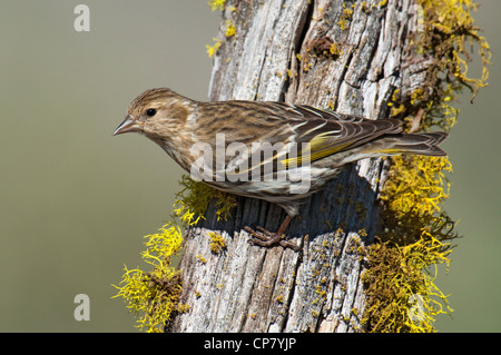 Pine Lucherino Carduelis pinus Dorris, California, Stati Uniti 10 Maggio Fringillidae adulti Foto Stock