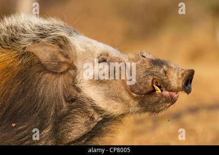 Bushpig (Potamochoerus larvatus) indicando i taglienti e pericolosi denti inferiori, Sud Africa Foto Stock