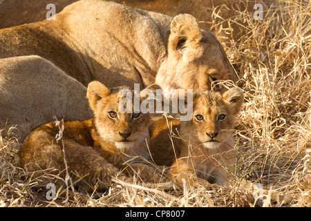 Due cuccioli di leone (Panthera leo) in Sud Africa Foto Stock