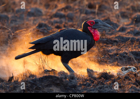 Massa meridionale Hornbill (Bucorvus leadbeateri) alla ricerca di cibo in Soouth Africa il Kruger Park Foto Stock