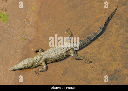 Coccodrillo del Nilo (Crocodylus niloticus) in acque poco profonde, Sud Africa Foto Stock