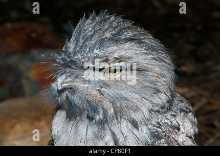 Bruno Frogmouth (Podargus striguides) Foto Stock