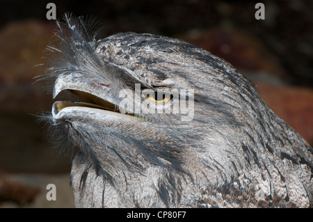 Bruno Frogmouth (Podargus striguides) Foto Stock