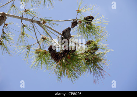 Albero con PIGNE SIDE TURCHIA 15 Aprile 2012 Foto Stock